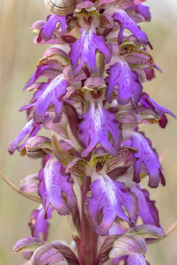Quelle technique pour cultiver des orchidées dans une serre maison ?