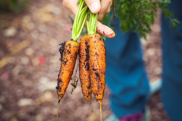 Comment intégrer un coin potager dans un petit jardin d'ornement en ville?