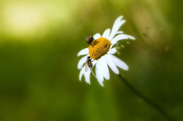 Les services anti-nuisibles d'auxidys pour votre tranquillité
